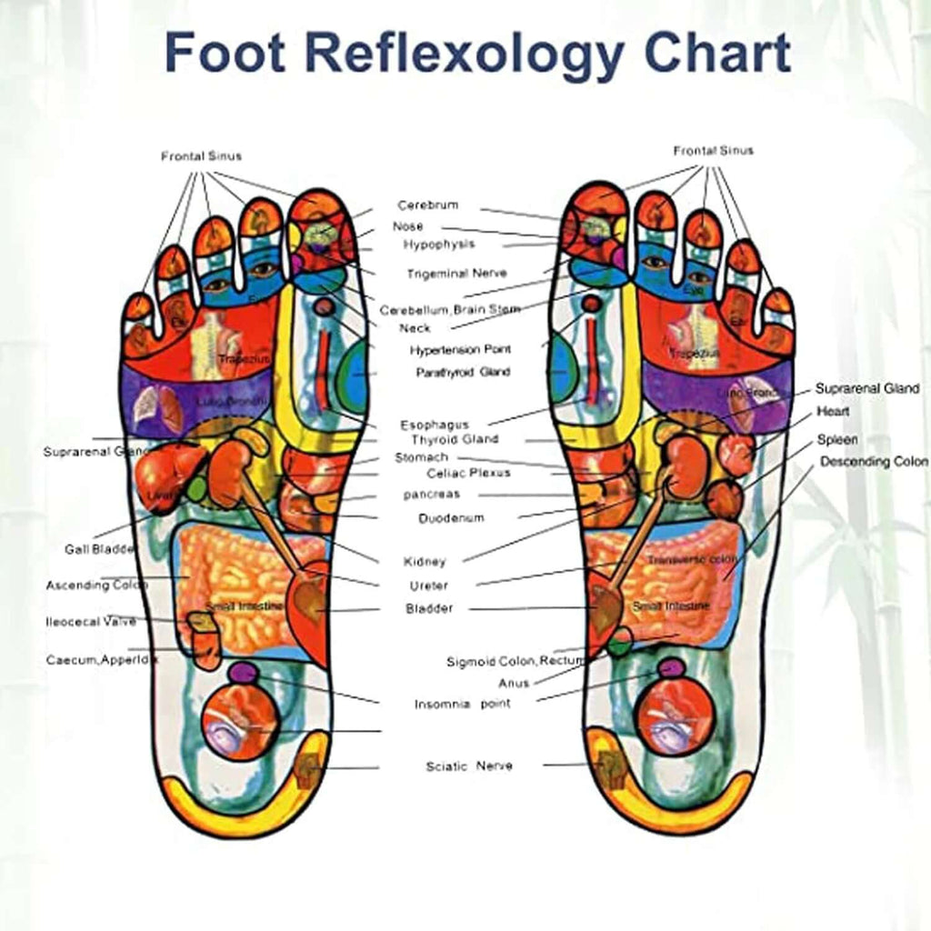 Foot reflexology chart showing body organ points on feet, aiding relaxation and wellness, ideal for Ginger Detox Foot Pads.