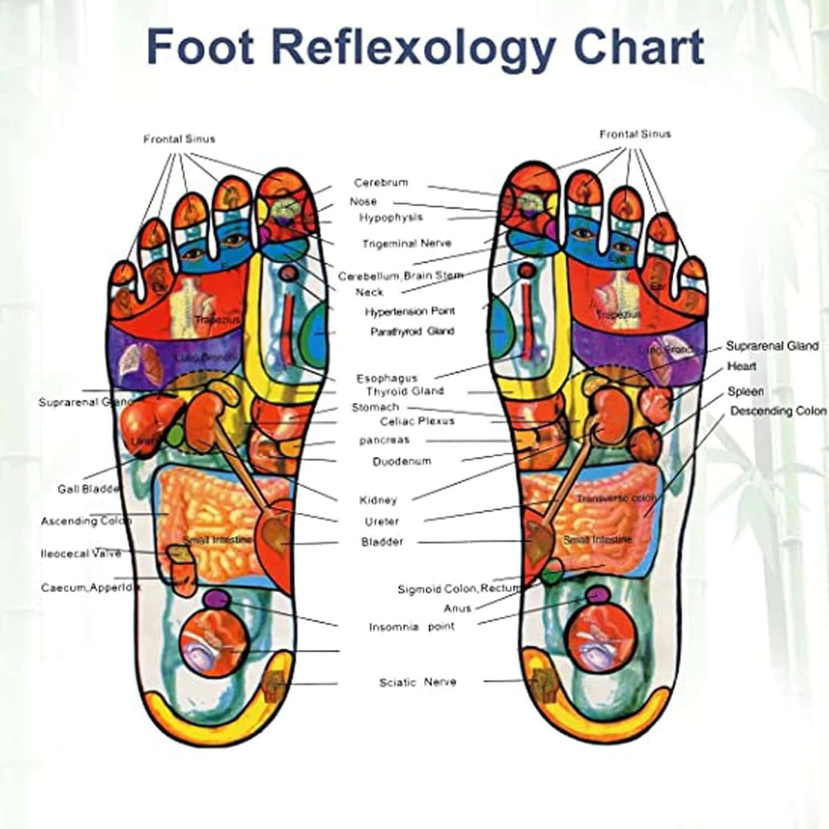 Foot reflexology chart showing body organ points on feet, aiding relaxation and wellness, ideal for Ginger Detox Foot Pads.